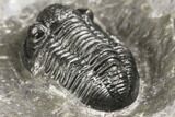 Detailed Gerastos Trilobite Fossil - Morocco #141672-5